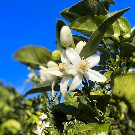 Rosa Do Canto Monte  ภายนอก รูปภาพ