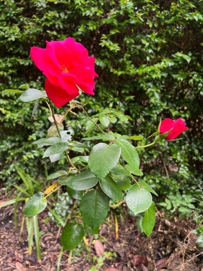 Rosa Do Canto Monte  ภายนอก รูปภาพ