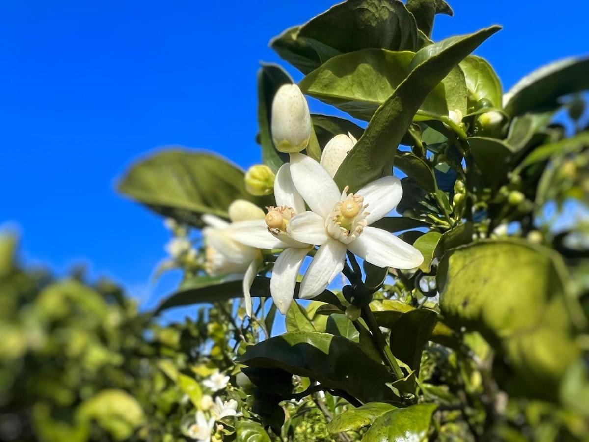 Rosa Do Canto Monte  ภายนอก รูปภาพ